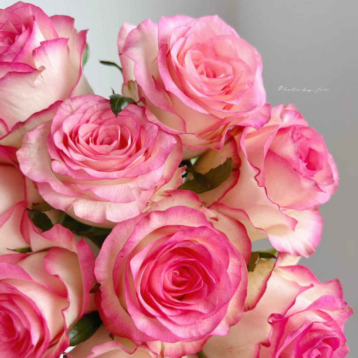 艾莎单头玫瑰丨A级花材