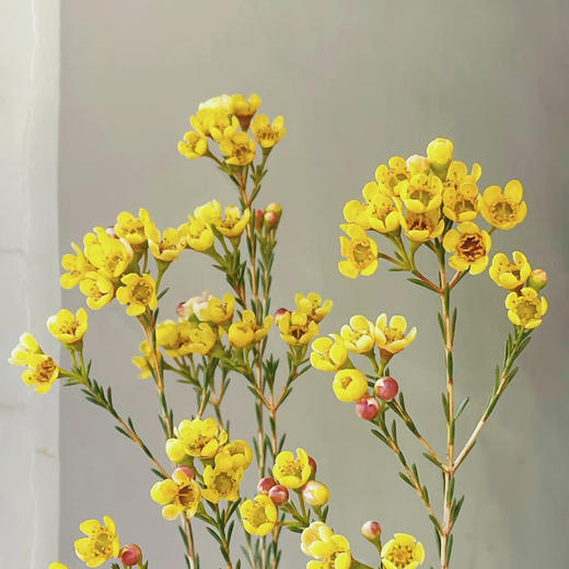 腊梅丨黄色丨1扎 商品图1