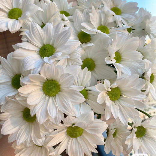 白三文鱼丨品牌小雏菊丨5支 商品图1