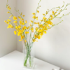 跳舞兰丨草花 商品缩略图1
