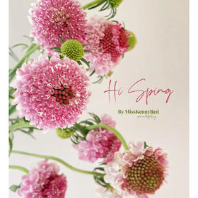 松虫草粉色丨草花