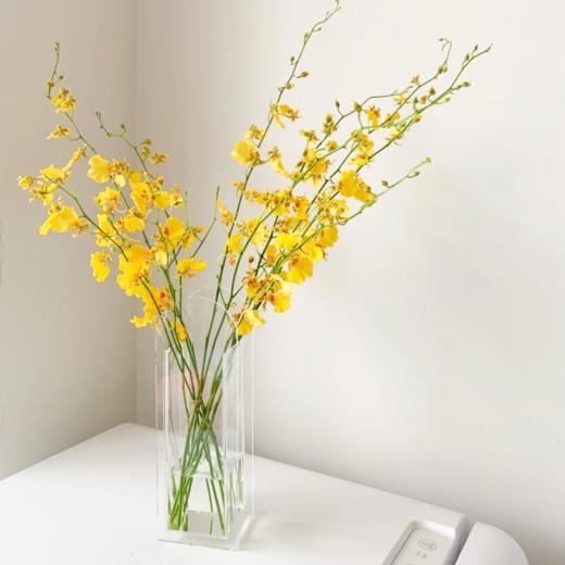 跳舞兰丨草花 商品图0