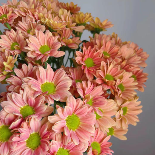 随机配色丨品牌小雏菊丨10支（单拍不发） 商品图5