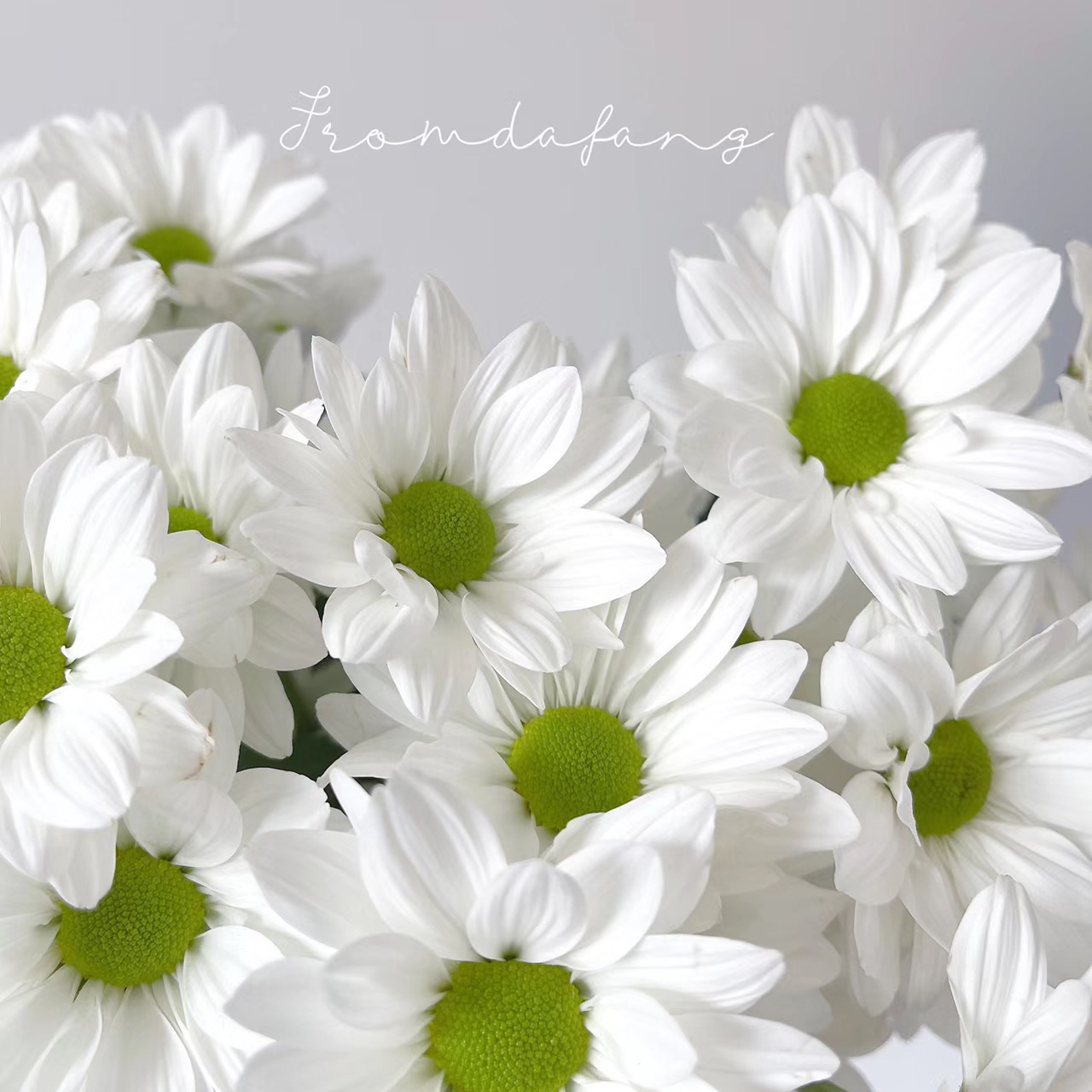 白三文鱼丨品牌小雏菊丨5支