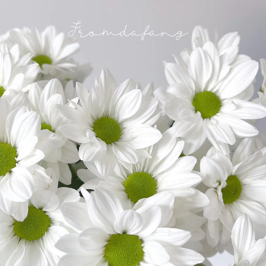 白三文鱼丨品牌小雏菊丨5支 商品图0