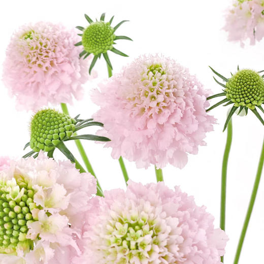 松虫草樱花粉丨草花 商品图0