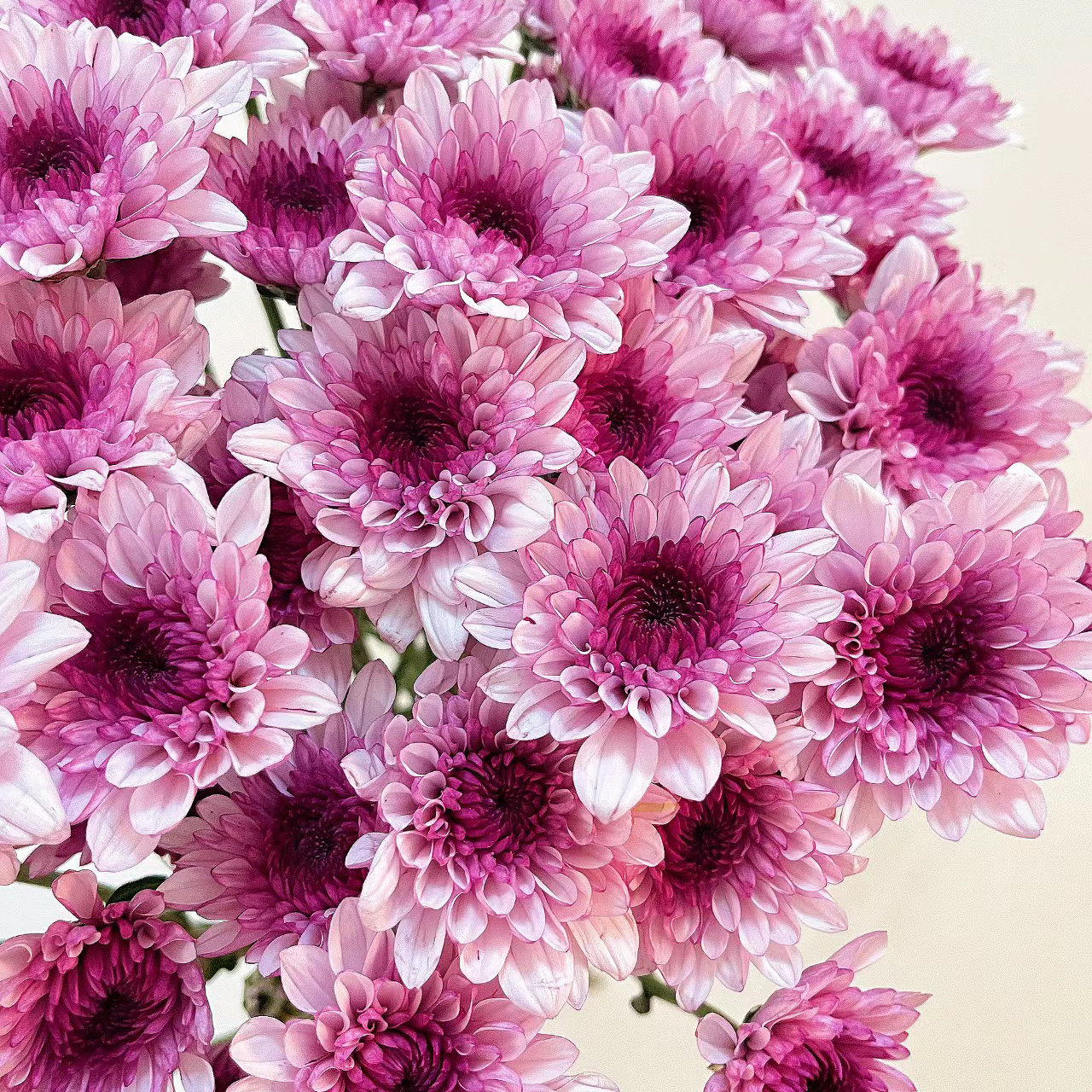 布鲁诺粉丨品牌小雏菊丨5支