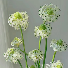 天鹅绒丨草花