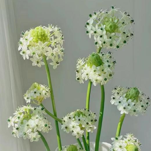 天鹅绒丨草花 商品图0