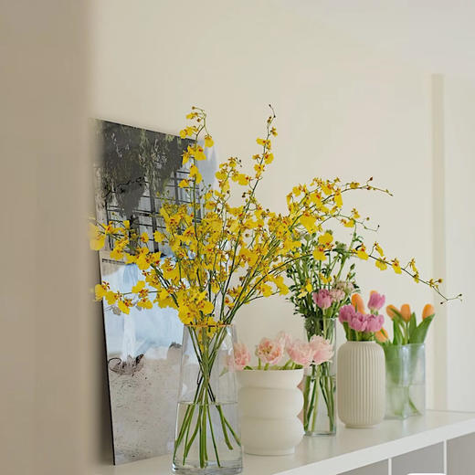 跳舞兰丨草花 商品图3