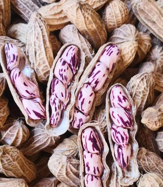 （沈佳农）七彩花生 商品图9