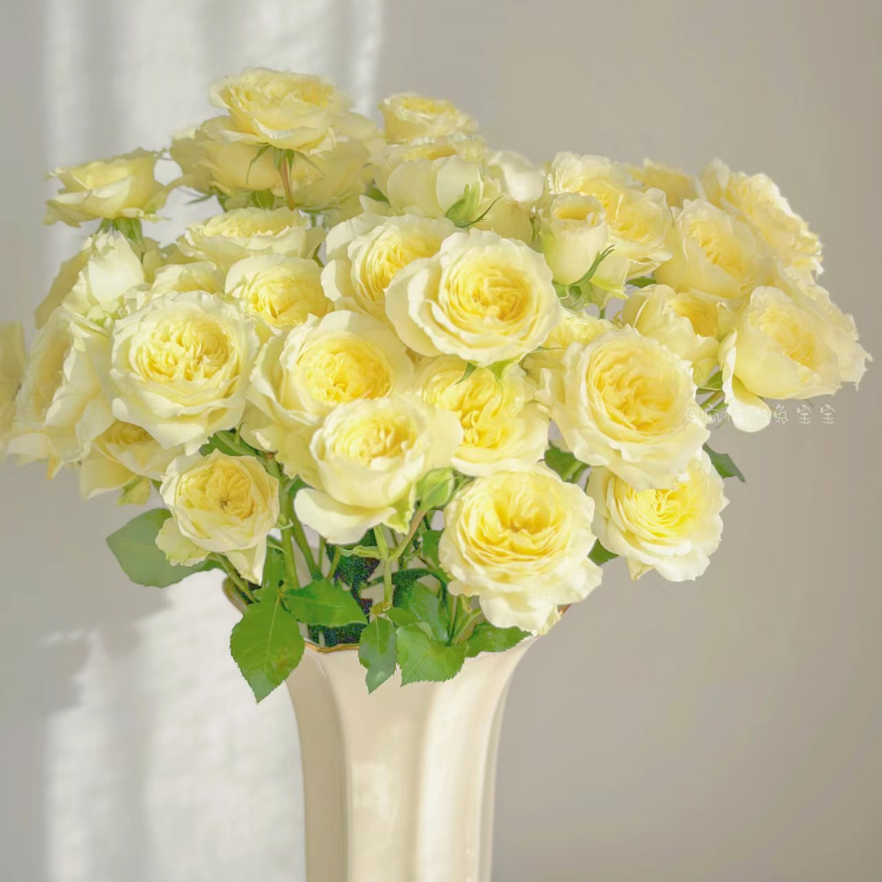 多头暖暖玫瑰丨A级花材 10支