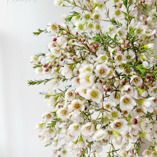 腊梅丨白色丨1扎 商品图3