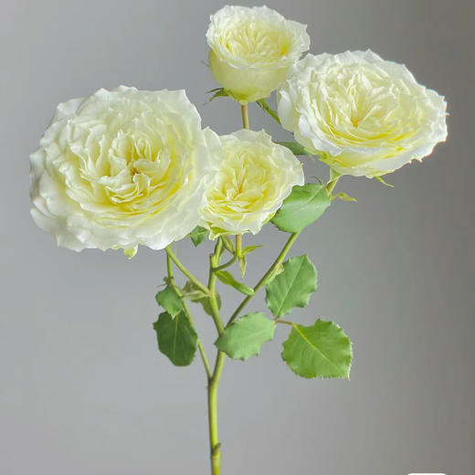 多头暖暖玫瑰丨A级花材 10支 商品图2