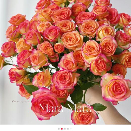 A级多头爱丽丝玫瑰丨A级花材 10支 商品图0