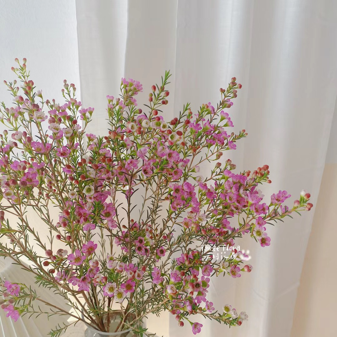 腊梅丨粉色丨1扎