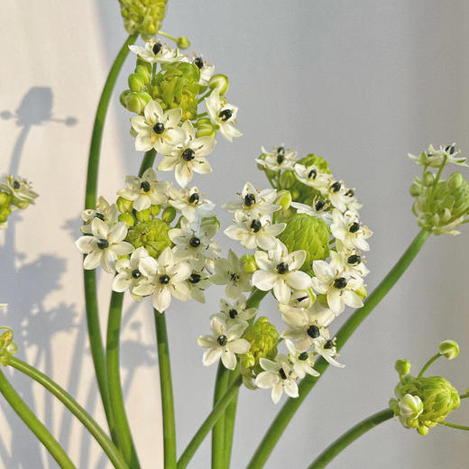 天鹅绒丨草花 商品图2