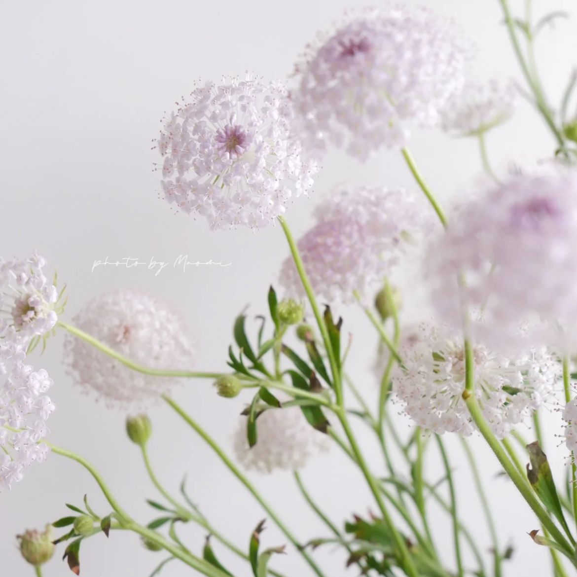 翠珠花粉色丨草花