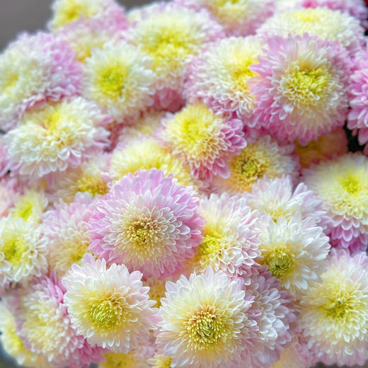 草莓沙拉丨品牌小雏菊丨5支 商品图0