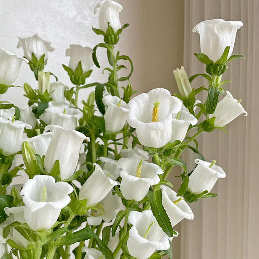 风铃花丨随机色不挑色【单拍不发】 商品图2