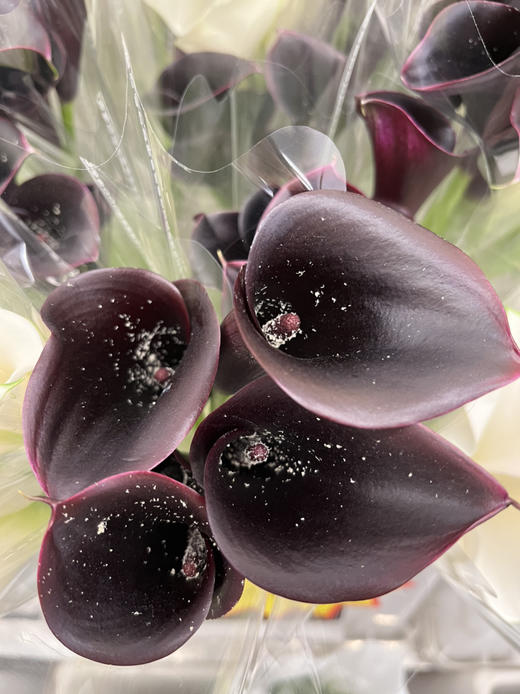 国产花材-【马蹄莲】黑紫色 商品图4
