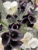 国产花材-【马蹄莲】黑紫色 商品缩略图3