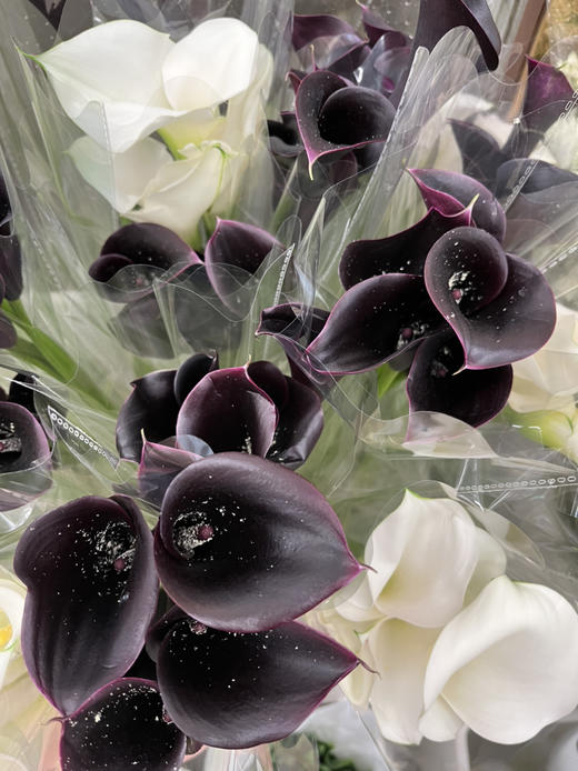 国产花材-【马蹄莲】黑紫色 商品图3