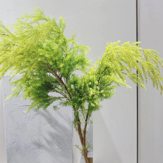 千层金原色丨叶材 商品图2