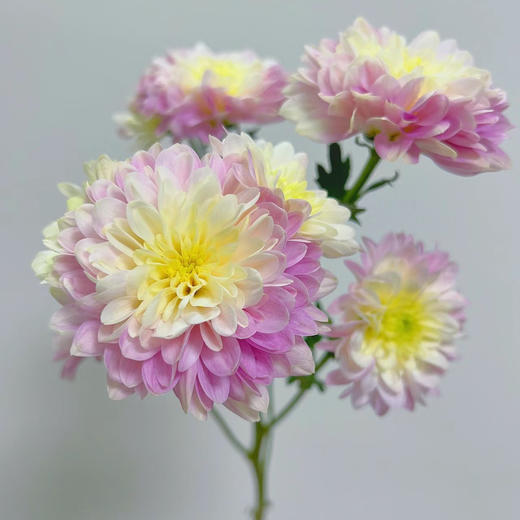 草莓沙拉丨品牌小雏菊丨5支 商品图2