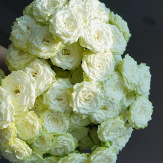 多头繁星玫瑰丨A级花材 10支 商品图2