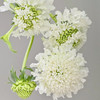 松虫草白色丨草花 商品缩略图0