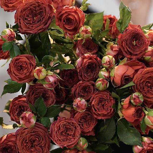 多头巧克力玫瑰丨A级花材 10支 商品图1