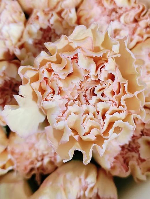 单头康乃馨 | 大理石 商品图0