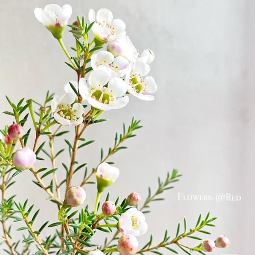 腊梅丨白色丨1扎 商品图1