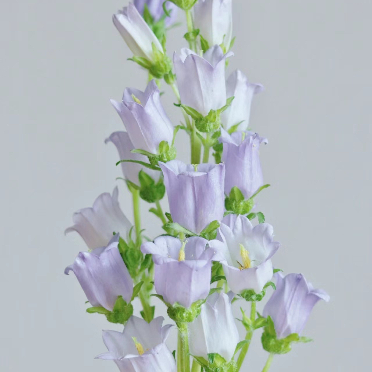 风铃花丨紫色丨草花（4-6支）
