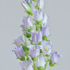 风铃花丨紫色丨草花（4-6支） 商品缩略图0