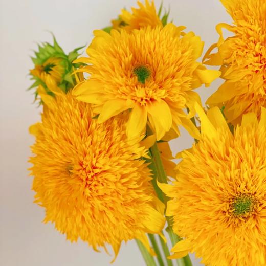 多头丨泰迪向日葵 商品图1