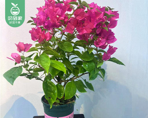 花开富贵三角梅盆栽/1盆（加仑盆+底托） 商品图1