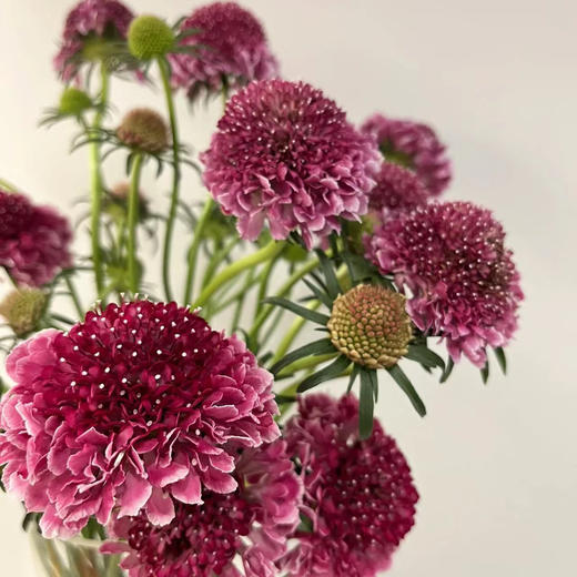 松虫草酒红丨草花 商品图0