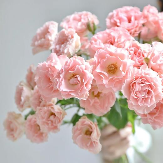 多头人鱼公主玫瑰丨A级花材 10支 商品图1