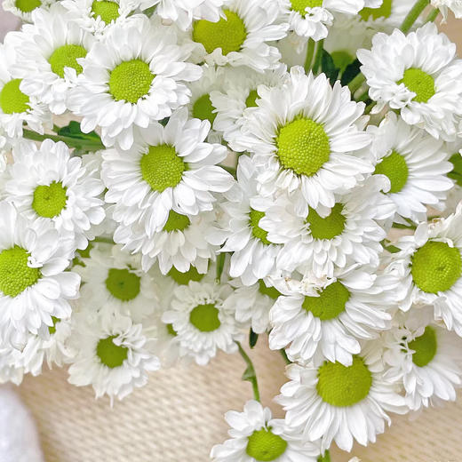 随机配色丨品牌小雏菊丨10支（单拍不发） 商品图6