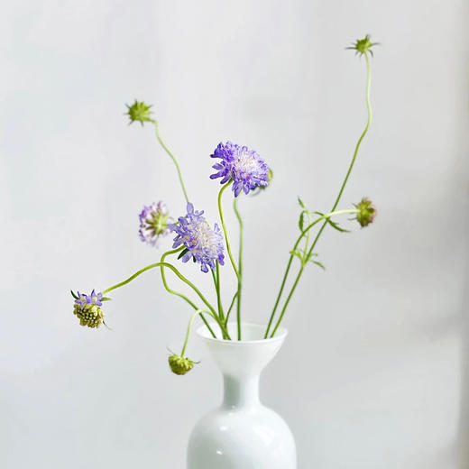 松虫草浅紫色丨草花 商品图3