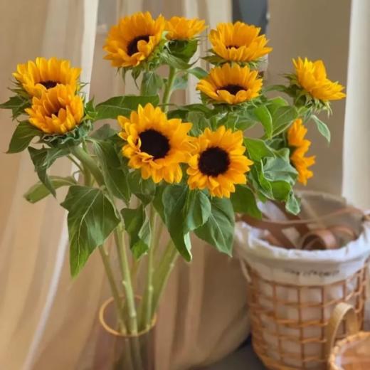 向日葵丨中花 商品图0