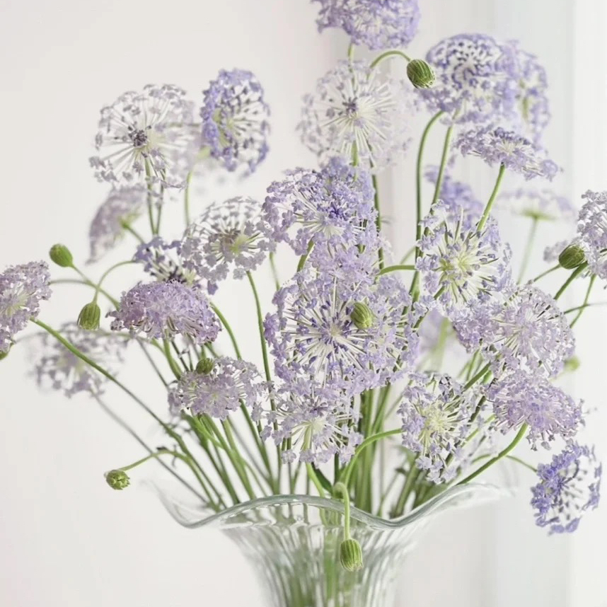 翠珠花淡紫色丨草花