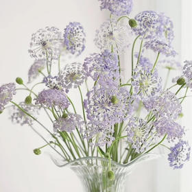 翠珠花淡紫色丨草花