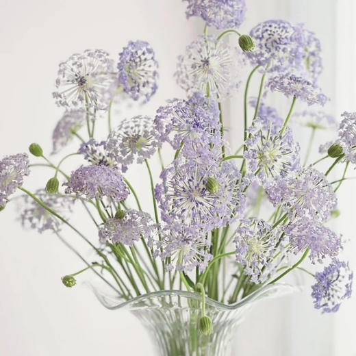 翠珠花淡紫色丨草花 商品图0