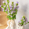 风铃花丨紫色丨草花（4-6支） 商品缩略图2