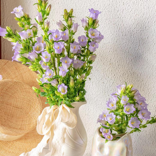 风铃花丨紫色丨草花（4-6支） 商品图2
