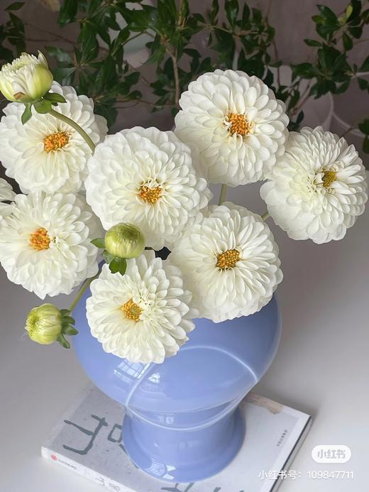 配花 | 大丽花白色砰砰 商品图0