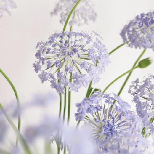 翠珠花淡紫色丨草花 商品图3